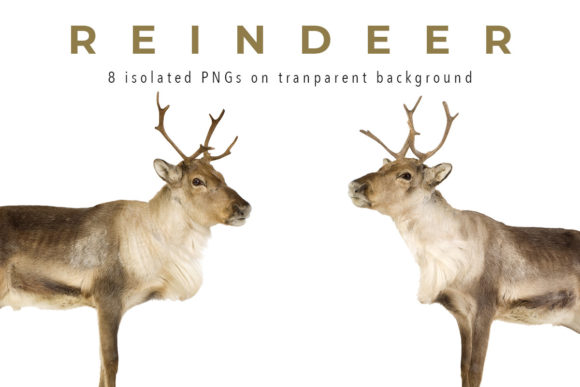 8 Christmas Reindeers Isolated PNGs for Creative Design